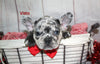 AKC Registered French Bulldog For Sale Danville OH Male-Visto CHRISTMAS SPECIAL