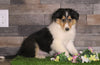 AKC Registered Collie For Sale Fredericksburg, OH Male- Titus