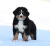 AKC Registered Bernese Mountain Dog For Sale Fredericksburg, OH Male- Spike