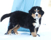 AKC Registered Bernese Mountain Dog For Sale Fredericksburg, OH Male- Spike