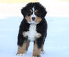 AKC Registered Bernese Mountain Dog For Sale Fredericksburg, OH Male- Spike