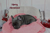 AKC French Bulldog For Sale Danville OH Female-Venesa CHRISTMAS SPECIAL