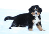 AKC Registered Bernese Mountain Dog For Sale Fredericksburg, OH Male- Spike