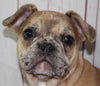 AKC Registered French Bulldog For Sale Danville OH Male-Turbo CHRISTMAS SPECIAL
