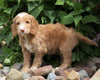 F1B Standard Labradoodle For Sale Millersburg, OH Male- Charley