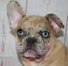 AKC Registered French Bulldog For Sale Danville OH Female-Tessa CHRISTMAS SPECIAL