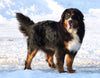 AKC Registered Bernese Mountain Dog For Sale Fredericksburg, OH Male- Spike