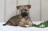 AKC Registered Cairn Terrier For Sale Millersburg, OH Female- Mia