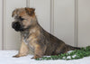 AKC Registered Cairn Terrier For Sale Millersburg, OH Female- Mia