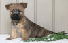 AKC Registered Cairn Terrier For Sale Millersburg, OH Female- Mia