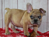 AKC Registered French Bulldog For Sale Danville OH Female-Tessa CHRISTMAS SPECIAL