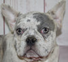 Fluffy French Bulldog For Sale Danville OH Male-Scotty CHRISTMAS SPECIAL