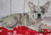 Fluffy French Bulldog For Sale Danville OH Male-Scotty CHRISTMAS SPECIAL