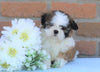 AKC Registered Shih Tzu For Sale Warsaw, OH Male- Brady