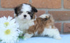 AKC Registered Shih Tzu For Sale Warsaw, OH Male- Brady