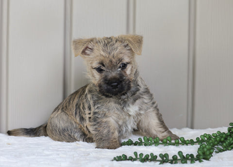 Cairn Terrier For Sale Millersburg, OH Female- Jenna