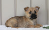 Cairn Terrier For Sale Millersburg, OH Female- Roxanne