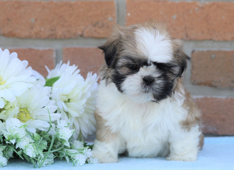 AKC Registered Shih Tzu For Sale Warsaw, OH Female- Serena