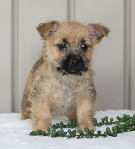 Cairn Terrier For Sale Millersburg, OH Female- Roxanne