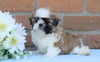 AKC Registered Shih Tzu For Sale Warsaw, OH Female- Serena