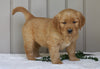 AKC Registered Golden Retriever For Sale Millersburg, OH Female- Tessa