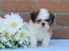 AKC Registered Shih Tzu For Sale Warsaw, OH Female- Caroline