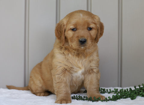 AKC Registered Golden Retriever For Sale Millersburg, OH Female- Tessa