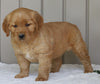 AKC Registered Golden Retriever For Sale Millersburg, OH Female- Tessa