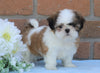 AKC Registered Shih Tzu For Sale Warsaw, OH Female- Caroline