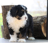Mini Bernedoodle For Sale Millersburg, OH Female- Abigail