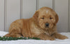 AKC Registered Golden Retriever For Sale Millersburg, OH Male- Otter
