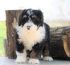 Mini Bernedoodle For Sale Millersburg, OH Female- Abigail