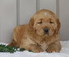 AKC Registered Golden Retriever For Sale Millersburg, OH Male- Otter