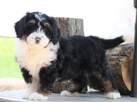 Mini Bernedoodle For Sale Millersburg, OH Female- Abigail