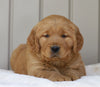 AKC Registered Golden Retriever For Sale Millersburg, OH Male- Austin