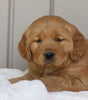 AKC Registered Golden Retriever For Sale Millersburg, OH Male- Austin