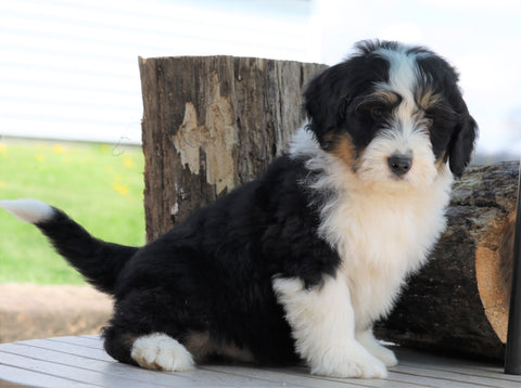 Mini Bernedoodle For Sale Millersburg, OH Male- Rascal