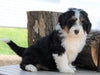 Mini Bernedoodle For Sale Millersburg, OH Male- Rascal