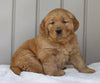AKC Registered Golden Retriever For Sale Millersburg, OH Male- Austin