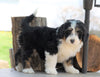 Mini Bernedoodle For Sale Millersburg, OH Male- Rascal