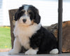 Mini Bernedoodle For Sale Millersburg, OH Male- Rascal