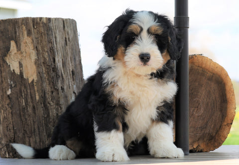 Mini Bernedoodle For Sale Millersburg, OH Male- Boomer