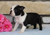 AKC Registered Boston Terrier For Sale Warsaw, OH Female- Rosie