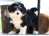 Mini Bernedoodle For Sale Millersburg, OH Male- Ryder