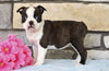 AKC Registered Boston Terrier For Sale Warsaw, OH Female- Sophie