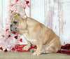 AKC Registered French Bulldog For Sale Danville OH Male-Turbo CHRISTMAS SPECIAL