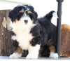 Mini Bernedoodle For Sale Millersburg, OH Male- Ryder
