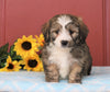 Mini Bernedoodle For Sale Sugarcreek, OH Female- Crista