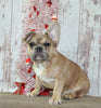 AKC Registered French Bulldog For Sale Danville OH Male-Turbo CHRISTMAS SPECIAL