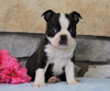 Boston Terrier For Sale Warsaw, OH Male- Tucker